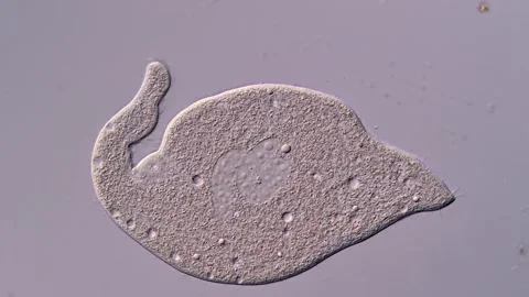 Ciliophora Ciliate under microscopy view 스톡 동영상 310491900
