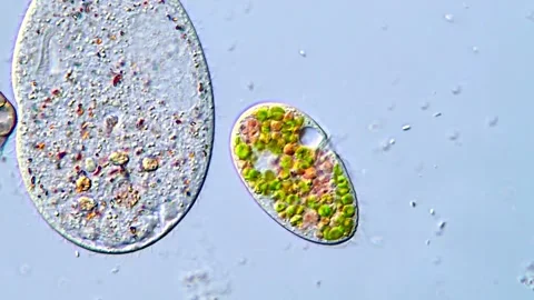 Ciliophora Protozoa Observed Under the Microscope, 1000x Video stock 317886756