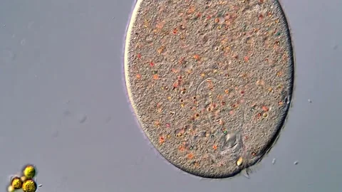 Ciliophora Protozoa Under the Microscope – Micro World 4K Video 動画素材 317957770