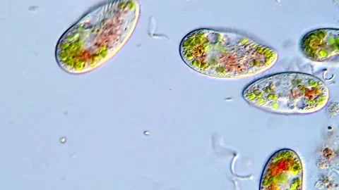 Ciliophora Single-Celled Organisms in Microscopic View, 400x 動画素材 317886599