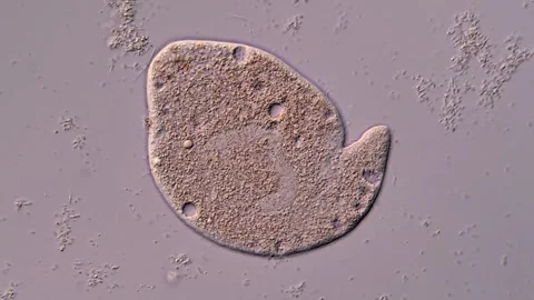 Ciliophora under microscope Vidéo 310644764