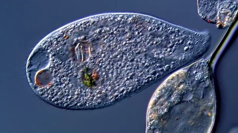 Ciliophora under microscope view 400x 스톡 동영상 310314188