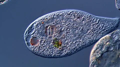 Ciliophora under microscope view 400x 库存影片 310314418