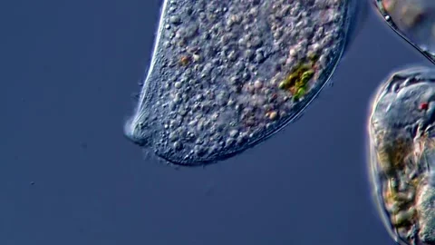 Ciliophora under microscope view 400x magnification 库存影片 310316345