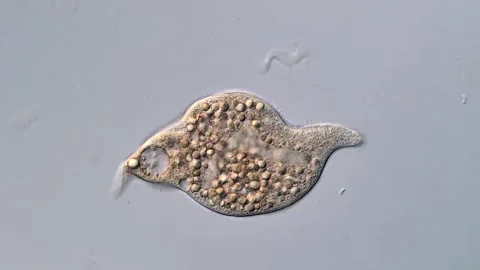 Ciliophora under microscope view 400x 库存影片 310355619