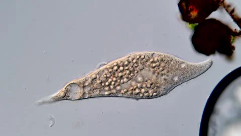 Ciliophora under microscope view, 400x magnification Vídeos de archivo 310355635
