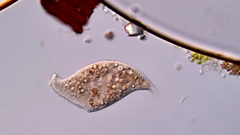 Ciliophora under microscope view 400x 库存影片 310356178