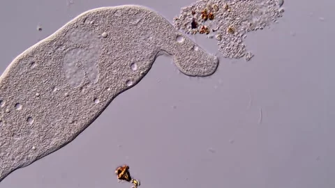 Ciliophora under microscope view, 400x magnification 스톡 동영상 310386690