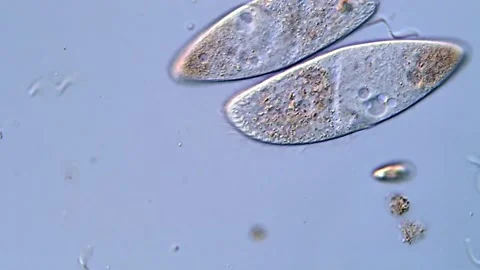 Ciliophora under microscope view, 400x DIC microscope 動画素材 318001825