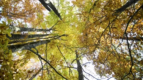 Cime degli alberi Stock Footage 167496088