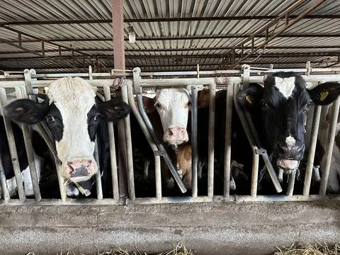 Cimental cow Foto stock