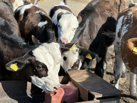 Cimental cow 스톡 사진