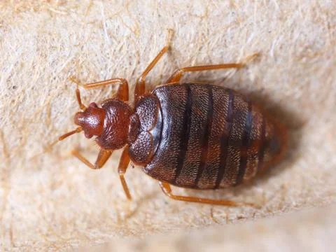 Cimex hemipterus Stock Photos