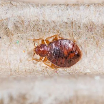 Cimex hemipterus Stock Photos