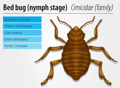 Cimicidae- Bedbug (juvenile) Stock Illustration