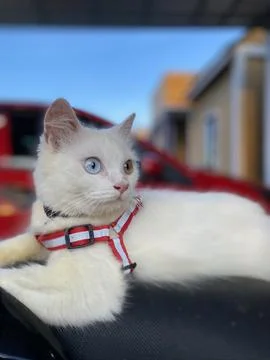 Cimo the kitten odd eye Stock Photos