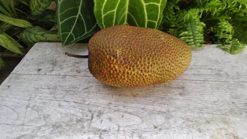 Cimpedak Fruit  shape, taste, and aroma Vidéo 248191273