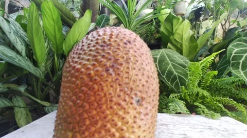 Cimpedak Fruit  shape, taste, and aroma Vidéo 248191332