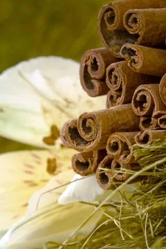 Cinamon sticks and flower Stock Photos