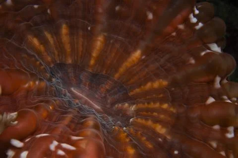 Cinarina Stock Photos