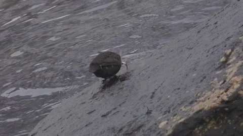Cinclus Cinclus Dipper In Slow Motion Eating A Fish Stock Footage 169793526