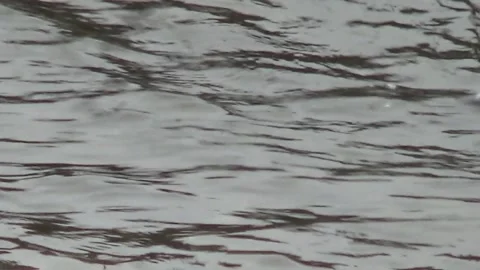 Cinclus cinclus dives under water, bird, river 스톡 동영상 146094345