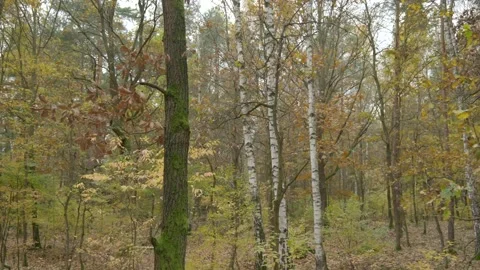 Cinelifter drone close proximity flight in the forest Video stock 164537447