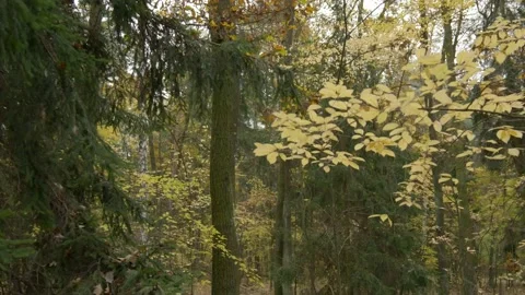 Cinelifter drone close proximity flight in the forest Stock Footage 164538424