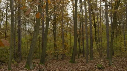 Cinelifter fpv drone close proximity flight in the forest Stock Footage 164541929
