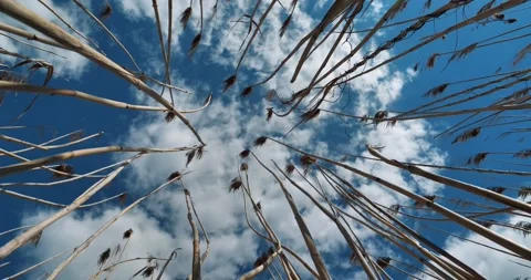 Cinema 4K Sky, clouds and dry cane on wind Stock Footage 130972223