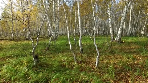 Cinema birch forest Stock Footage 68694545