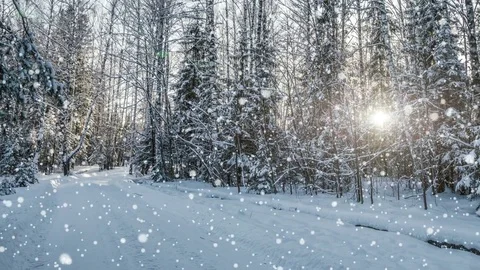 CINEMAGRAPH, 4k, falling snow in the winter forest, loop Stock Footage 80325966