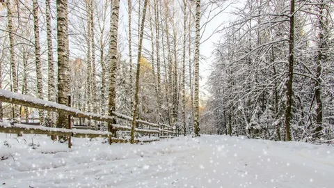 CINEMAGRAPH, 4k, falling snow in the winter forest, loop Stock Footage 80557069