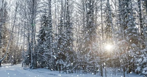 CINEMAGRAPH, 4k, falling snow in the winter forest, loop Stock Footage 80559721