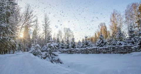 CINEMAGRAPH, 4k, falling snow in the winter forest, loop Stock Footage 81534492