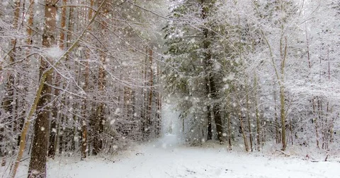CINEMAGRAPH, 4k, falling snow in the winter forest, loop Stock Footage 82505241