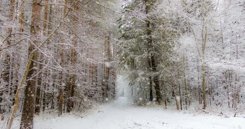 CINEMAGRAPH, 4k, falling snow in the winter forest, loop Stock Footage 82506313