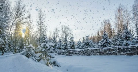 CINEMAGRAPH, 4k, falling snow in the winter forest, loop Stock Footage 82589242