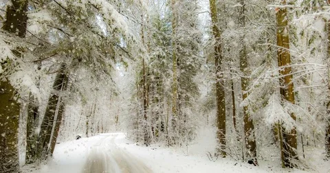CINEMAGRAPH, 4k, falling snow in the winter forest, loop Stock Footage 82589808