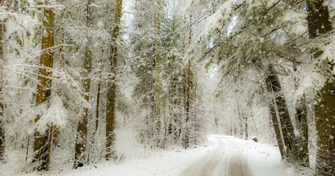 CINEMAGRAPH, 4k, falling snow in the winter forest, loop Stock Footage 82590068