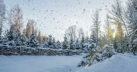 CINEMAGRAPH, 4k, falling snow in the winter forest, loop Stock Footage 82590430