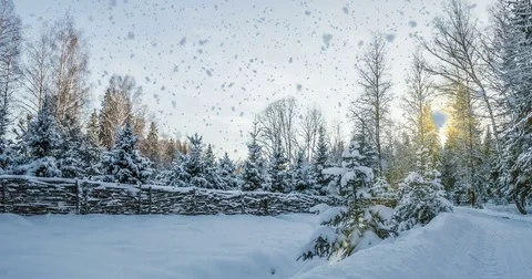 CINEMAGRAPH, 4k, falling snow in the winter forest, loop Stock Footage 82591164