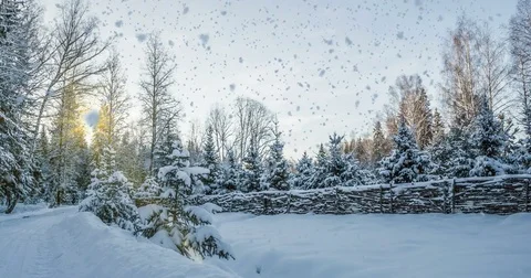 CINEMAGRAPH, 4k, falling snow in the winter forest, loop Stock Footage 82592788