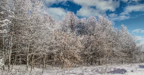 CINEMAGRAPH, 4k, falling snow in the winter forest, loop Stock Footage 82594091