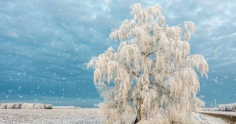 CINEMAGRAPH, 4k, falling snow in the winter forest, loop Stock Footage 82885433