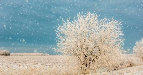CINEMAGRAPH, 4k, falling snow in the winter forest, loop Stock Footage 82885704