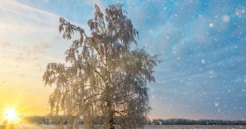 CINEMAGRAPH, 4k, falling snow in the winter forest, loop Stock Footage 82886073