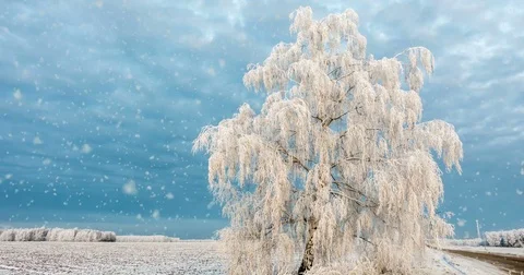 CINEMAGRAPH, 4k, falling snow in the winter forest, loop Stock Footage 82886204