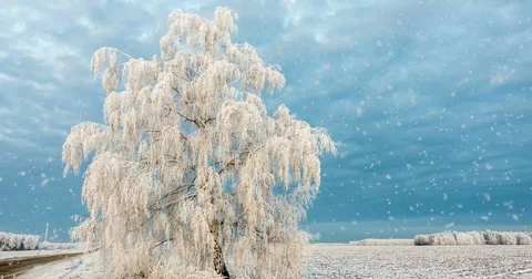 CINEMAGRAPH, 4k, falling snow in the winter forest, loop Stock Footage 83058623