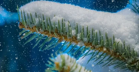 CINEMAGRAPH, 4k, falling snow in the winter forest, loop Stock Footage 83143550